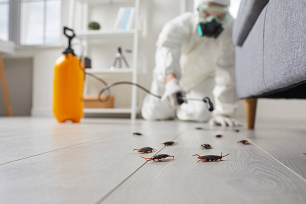Affordable Termite Control solutions in Glassmanor, MD